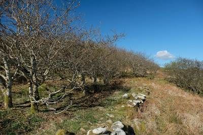 Walk photo