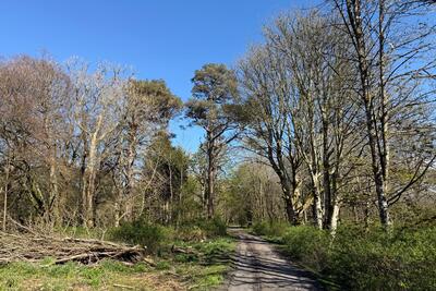 Walk photo