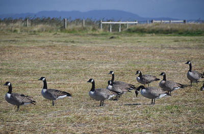 Walk photo