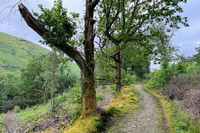 Arrochar from Tarbet link path