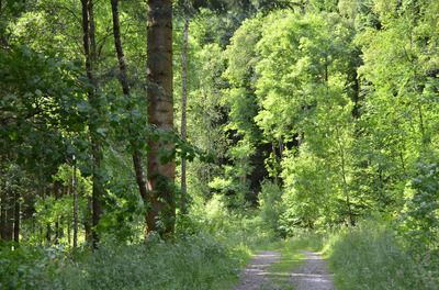 Walk photo