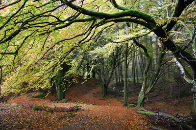 Walk photo