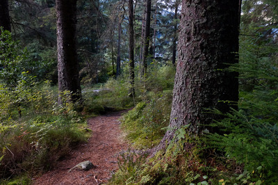 Walk photo