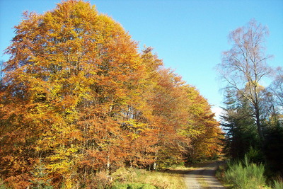 Walk photo