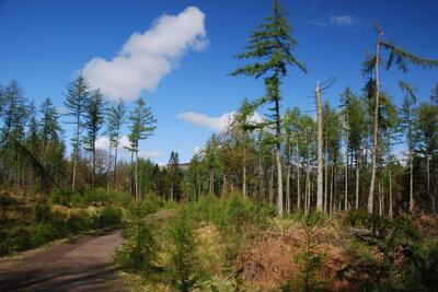 Walk photo