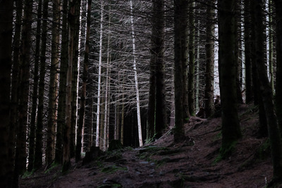 Walk photo