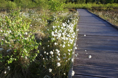 Walk photo