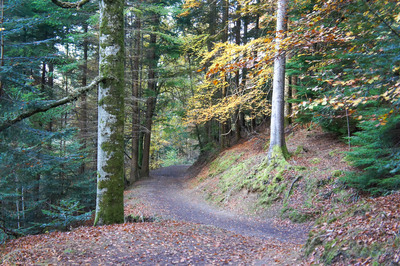 Walk photo