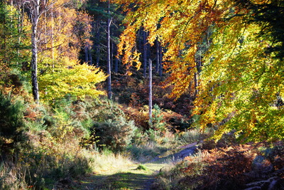 Walk photo