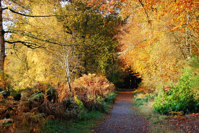 Walk photo