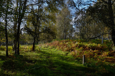 Walk photo