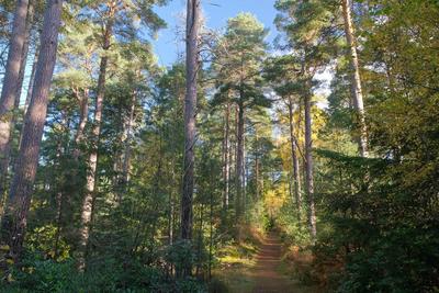 Walk photo