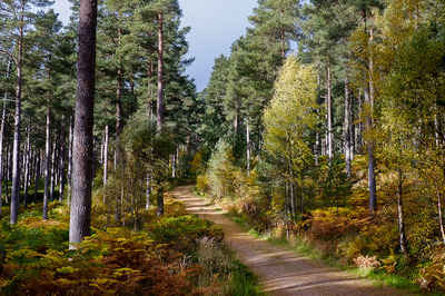 Walk photo