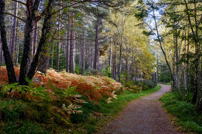 Walk photo