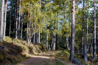 Walk photo