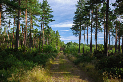 Walk photo