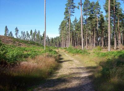 Walk photo