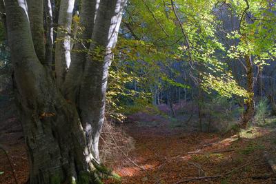 Walk photo