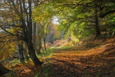 Walk photo