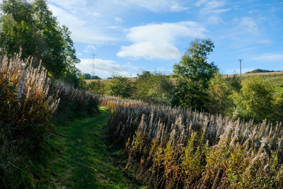 Walk photo