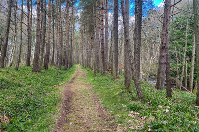 Walk photo