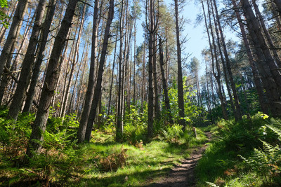 Walk photo