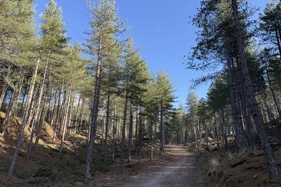 Walk photo