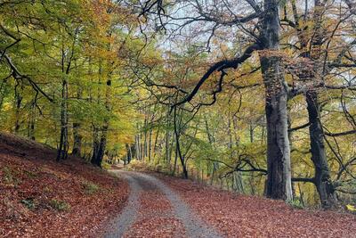 Walk photo