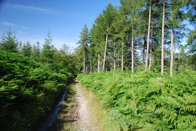 Walk photo