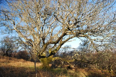Walk photo