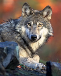 Wolf