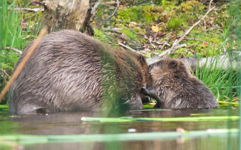 BeaverKit_withAdult_(c)SteveGardner_ScottishWildlifeTrust