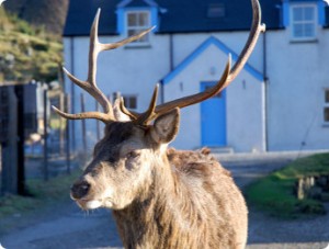deer