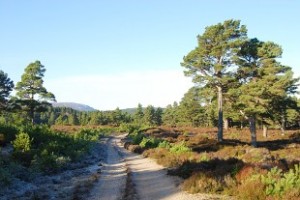 abernethy