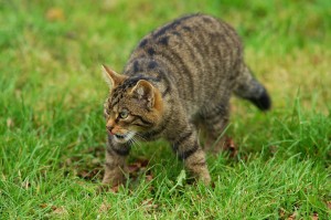 Wildcat - Photo &copy; Peter G Trimming