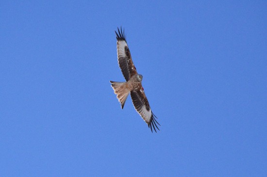 Red Kite