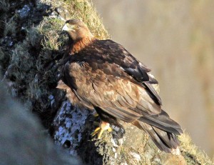 FEATURE: A skye full of eagles