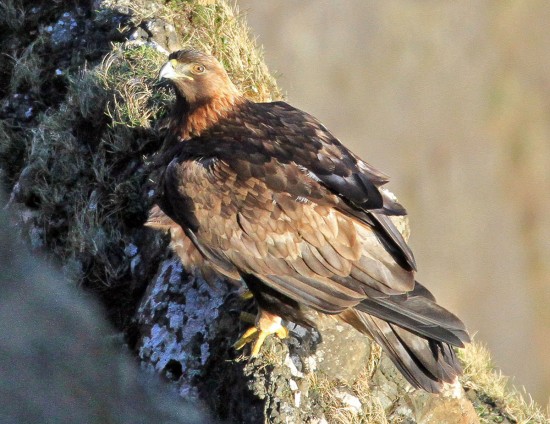 Golden Eagle
