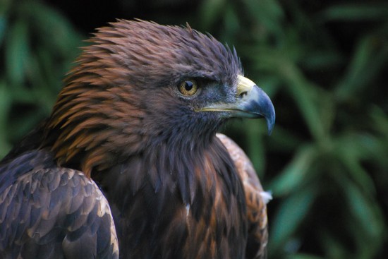Golden Eagle