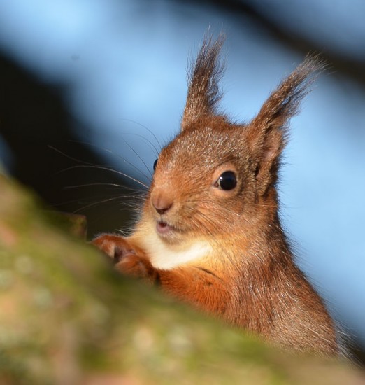 Red Squirrel