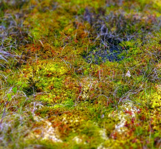 The distinctive red hue of sundew leaves in a Fife bog