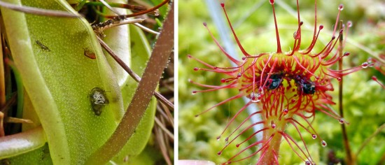 Sticky beads and the remains of insects on butterwort and sundew