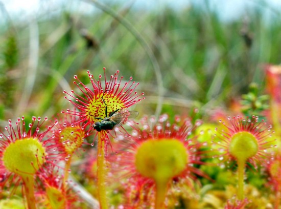 Fly trapped on Round-leaved Sundew, Bankhead Moss in Fife, June 2014