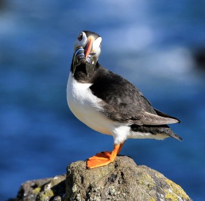 FEATURE: In search of the perfect puffin