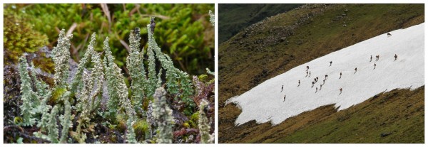 On the left, lichens and moss thrive near and under snow patches.  On the right, red deer escaping the summer heat on Beinn Bheoil.