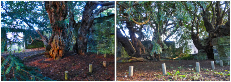 Fortingall Yew