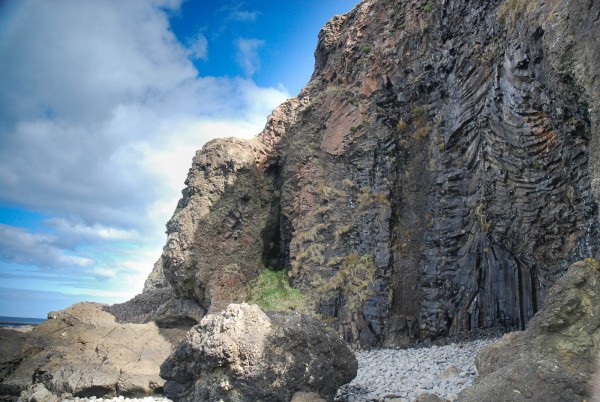 fossil-tree