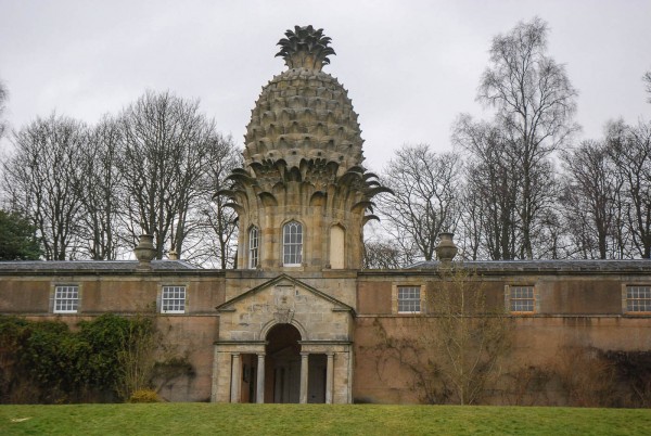 pineapple