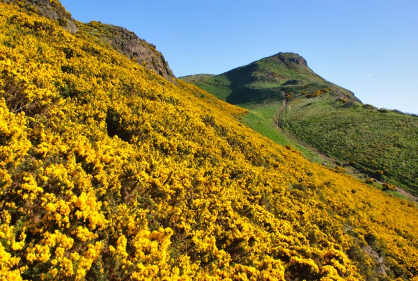 Arthur’s Seat in its gaudy spring garb