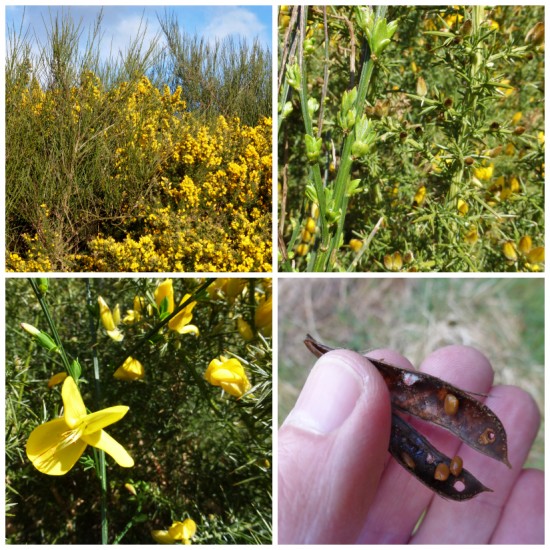 Broom and gorse ID.  Clockwise from top left: whip-like broom stems growing amongst flowering gorse; smooth broom stems on the left and prickly gorse stems on the right; broom seed pod after it has burst open; larger broom flower in the foreground and similar but smaller gorse flowers in the background.